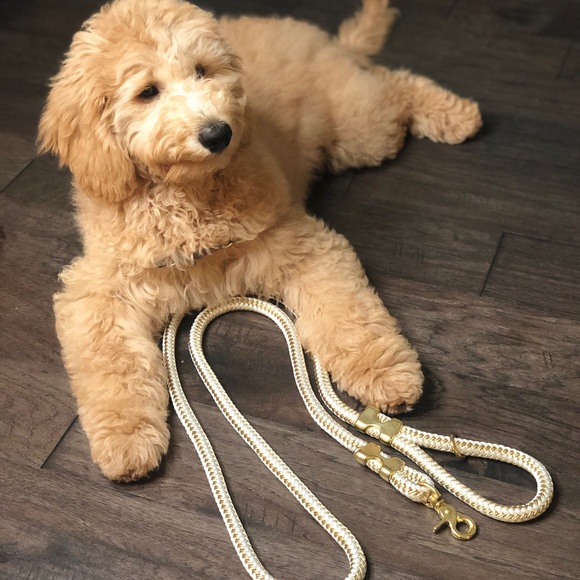 Dog Leash - Picture 4 of 5